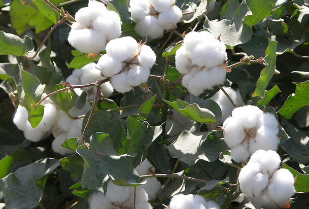 種植棉花科學(xué)補(bǔ)鉀肥的方法 種植棉花科學(xué)補(bǔ)鉀肥的方法