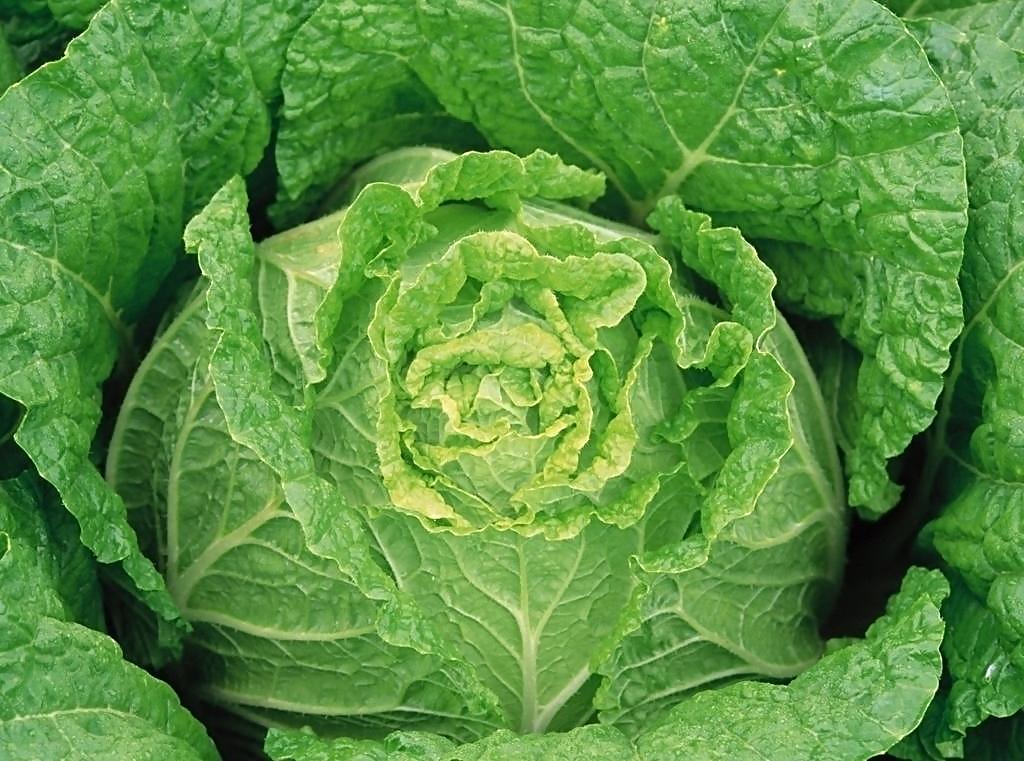 教你如何防治大白菜軟腐病 教你如何防治大白菜軟腐病