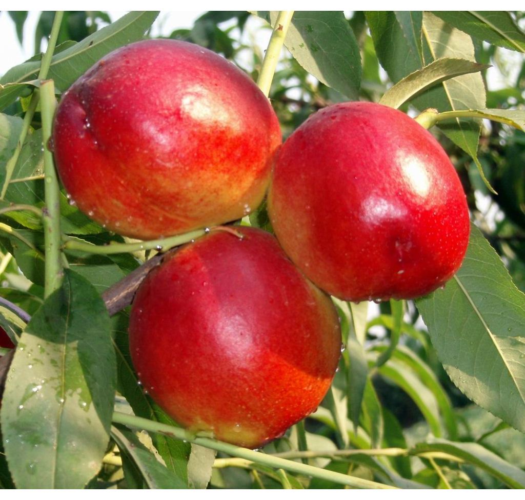 輕松收獲高產(chǎn)油桃 輕松收獲高產(chǎn)油桃