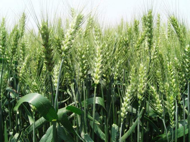 跟著專家建議走，小麥晚播也不擔心減產(chǎn)問題