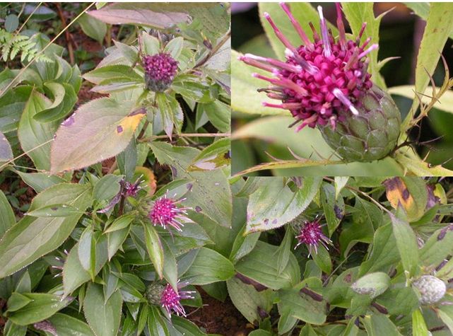 種植白術(shù)用什么水溶肥好？