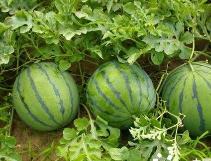 夏季種植西瓜，做好這些田間管理，西瓜又大又甜