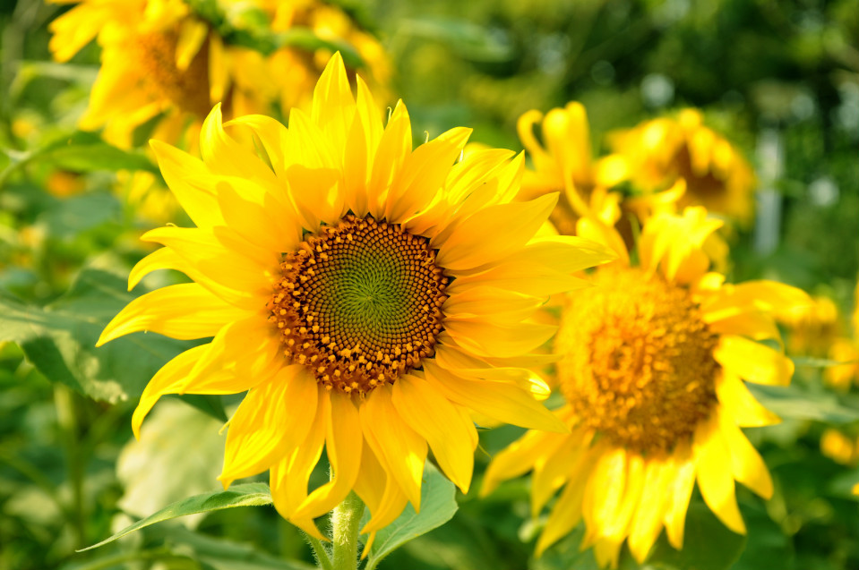 沖施肥,水溶肥價(jià)格,葉面肥,進(jìn)口水溶肥