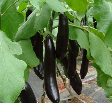 水溶肥,葉面肥,沖施肥,進(jìn)口水溶肥 水溶肥,葉面肥,沖施肥,進(jìn)口水溶肥