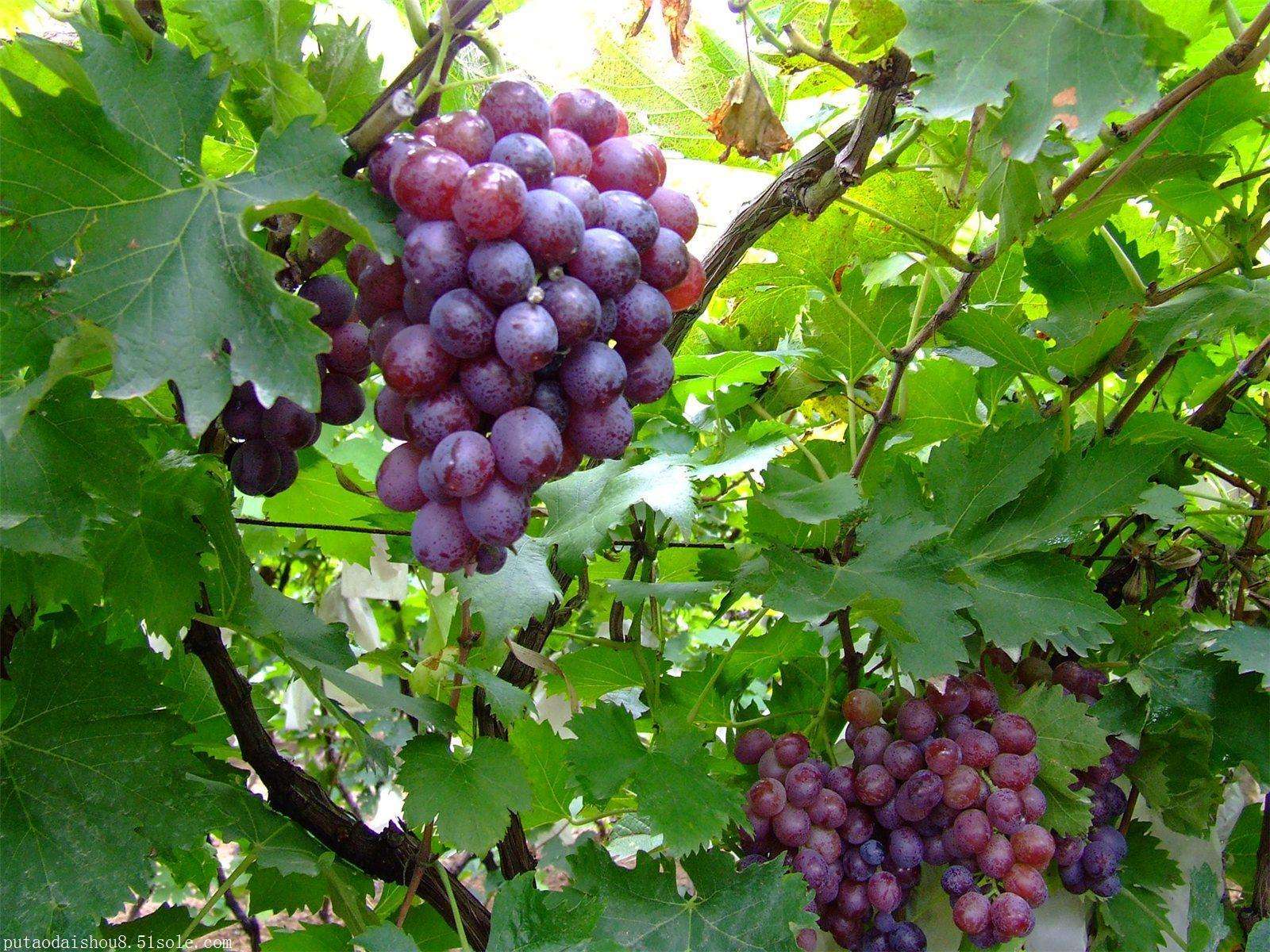 水溶肥,沖施肥,葉面肥,進(jìn)口水溶肥 水溶肥,沖施肥,葉面肥,進(jìn)口水溶肥