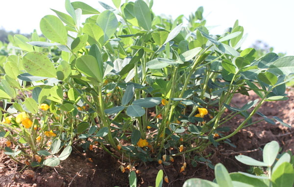 花生葉面肥的使用方法 花生葉面肥的使用方法