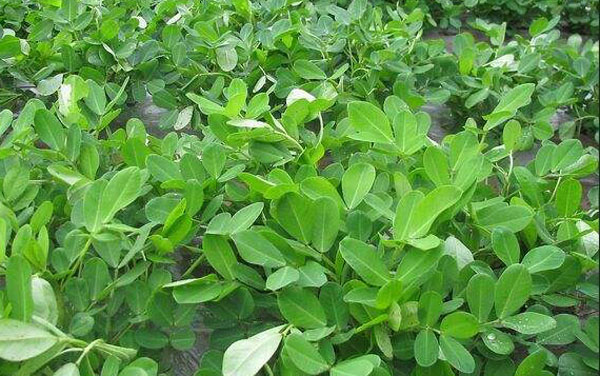 花生葉面肥的使用方法 花生葉面肥的使用方法