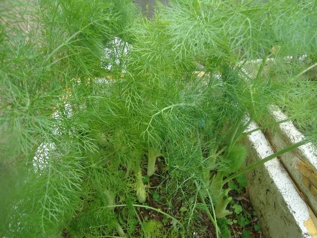 茴香施用葉面肥的方法 茴香施用葉面肥的方法