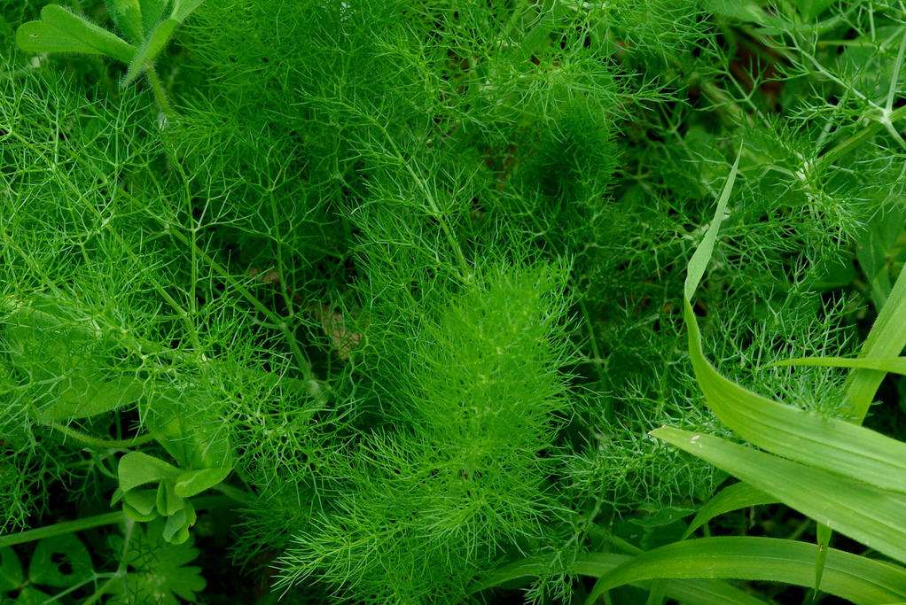 茴香施用葉面肥的方法 茴香施用葉面肥的方法