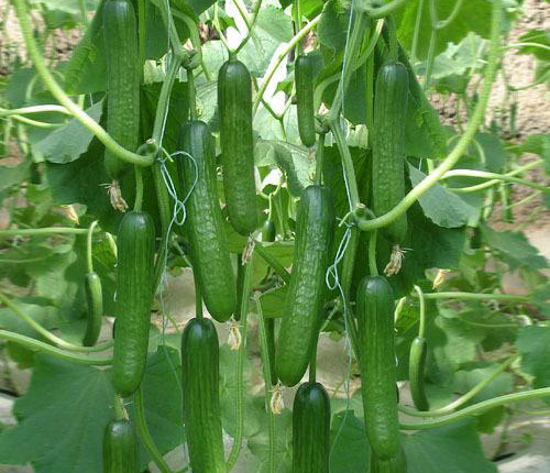 葉面肥,水溶肥,沖施肥,液體肥,進(jìn)口水溶肥 葉面肥,水溶肥,沖施肥,液體肥,進(jìn)口水溶肥