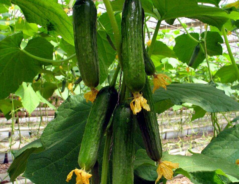 葉面肥,水溶肥,沖施肥,液體肥,進(jìn)口水溶肥 葉面肥,水溶肥,沖施肥,液體肥,進(jìn)口水溶肥