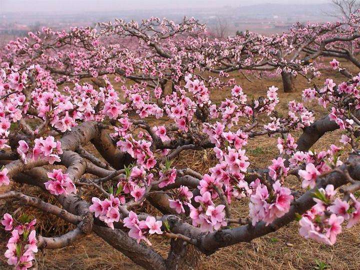 如何選取桃樹葉面肥？