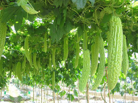 苦瓜遭遇病蟲害怎么辦？