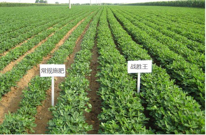 水溶肥,葉面肥,沖施肥,液體肥,進(jìn)口水溶肥 水溶肥,葉面肥,沖施肥,液體肥,進(jìn)口水溶肥