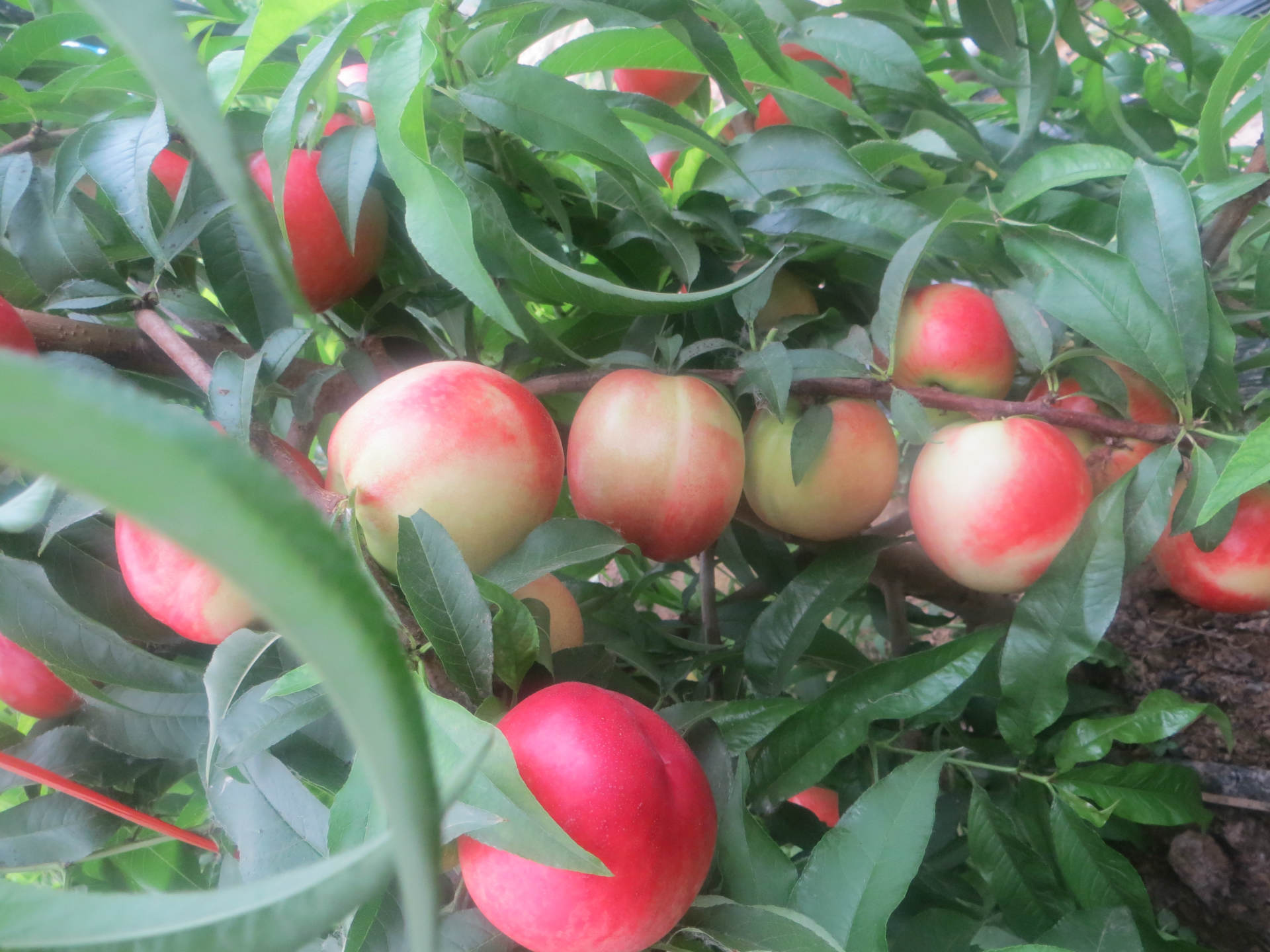 輕松收獲高產(chǎn)油桃 輕松收獲高產(chǎn)油桃