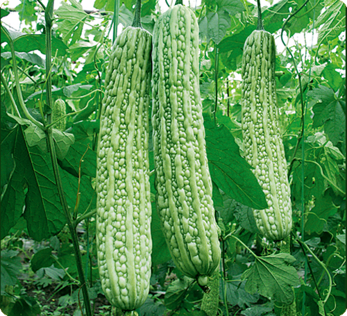 苦瓜遭遇病蟲害怎么辦？