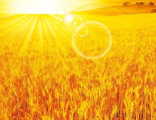 小麥倒伏？葉面肥廠家為你提供倒伏防治措施