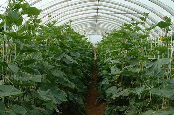 為什么冬天膨果慢甚至不膨果？