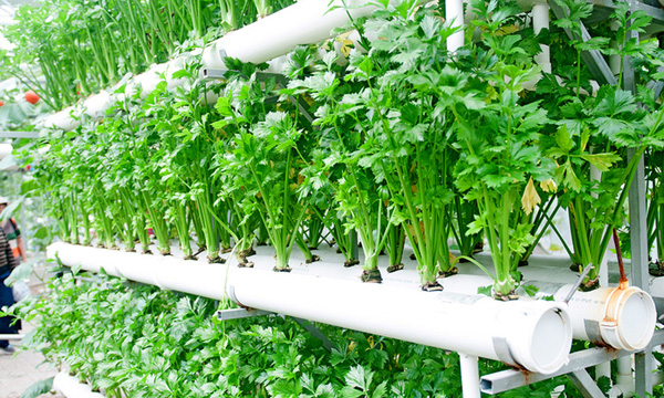 為什么冬天膨果慢甚至不膨果？