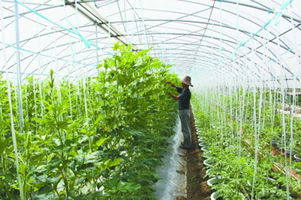 為什么冬天膨果慢甚至不膨果？