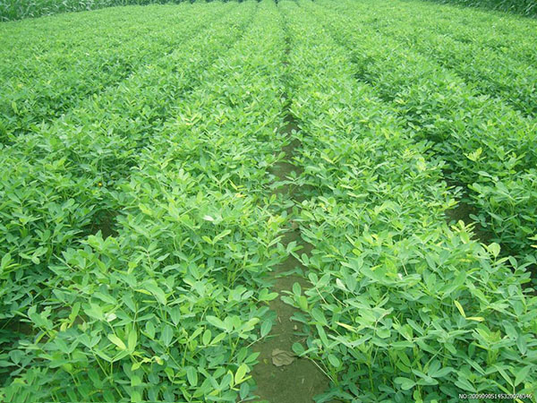 “聽”北美農(nóng)大講述，花生施用鉀肥鈣肥的好處