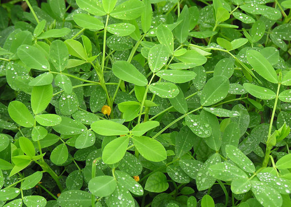 “聽”北美農(nóng)大講述，花生施用鉀肥鈣肥的好處