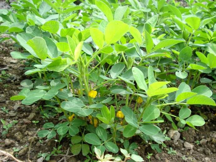 “聽”北美農(nóng)大講述，花生施用鉀肥鈣肥的好處