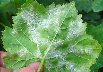 水溶肥,葉面肥,沖施肥,進口水溶肥 水溶肥,葉面肥,沖施肥,進口水溶肥