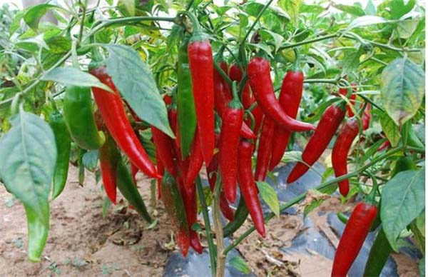 辣椒使用什么沖施肥好？