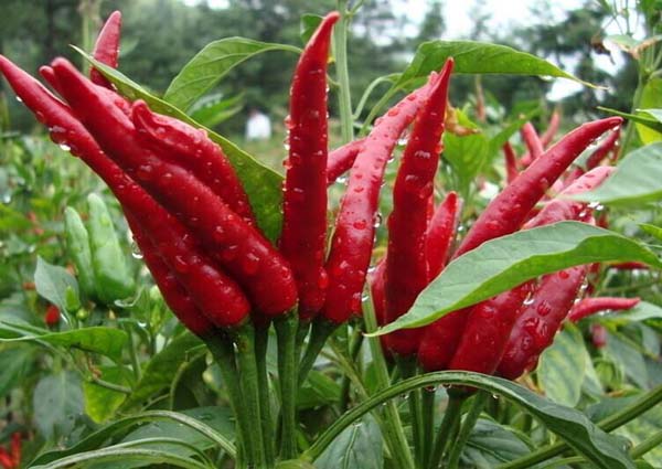 辣椒使用什么沖施肥好？