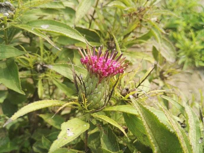 白術(shù)水溶肥的選擇與使用 白術(shù)水溶肥的選擇與使用